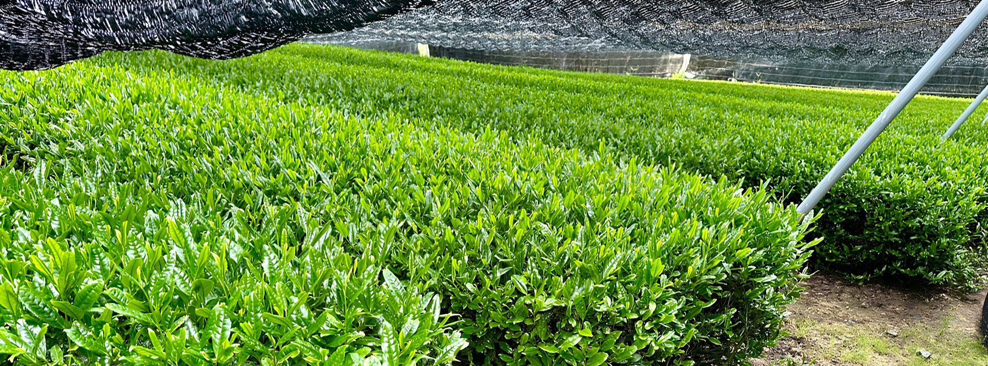 Shade-grown tea field in Japan